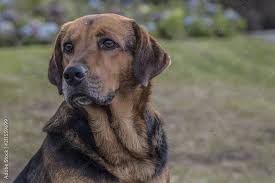 Attēlu rezultāti vaicājumam “Canis lupus familiaris”