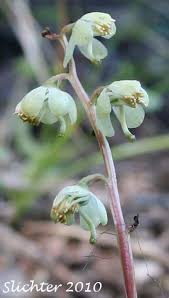 Attēlu rezultāti vaicājumam “Pyrola chlorantha”