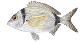 Image result for Diplodus vulgaris