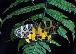 Attēlu rezultāti vaicājumam “Geometridae”