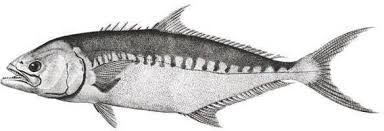 Image result for Lichia amia