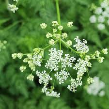 Attēlu rezultāti vaicājumam “Anthriscus sylvestris flower”