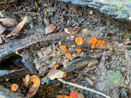 Attēlu rezultāti vaicājumam “Scutellinia scutellata”