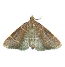 Attēlu rezultāti vaicājumam “Hypsopygia glaucinalis”