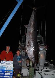 Image result for Xiphias gladius