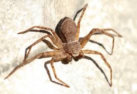 Attēlu rezultāti vaicājumam “Philodromidae”