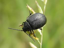 Attēlu rezultāti vaicājumam “Galeruca tanaceti”