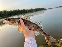 Image result for Sander canadensis