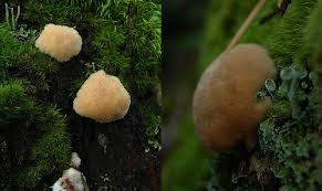 Attēlu rezultāti vaicājumam “Postia ptychogaster”