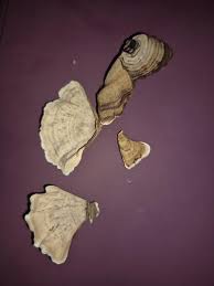 Attēlu rezultāti vaicājumam “Stereum fasciatum”