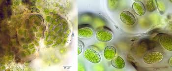 Attēlu rezultāti vaicājumam “Pleurococcus vulgaris”