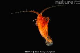 Attēlu rezultāti vaicājumam “Copepoda”