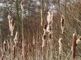 Image result for Rohrkolben