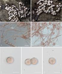 Attēlu rezultāti vaicājumam “Diderma chondrioderma spores”