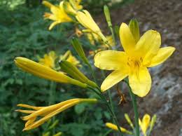 Attēlu rezultāti vaicājumam “Hemerocallis lilioasphodelus”