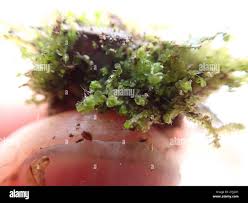 Attēlu rezultāti vaicājumam “Lophozia longidens”