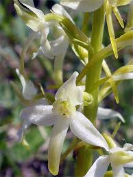 Attēlu rezultāti vaicājumam “Platanthera bifolia flower”