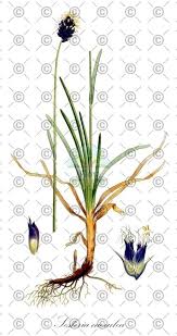 Attēlu rezultāti vaicājumam “Sesleria caerulea flower”