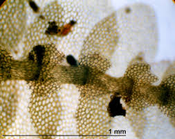 Attēlu rezultāti vaicājumam “Calypogeia suecica”
