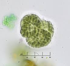 Attēlu rezultāti vaicājumam “Chaetophora pisiformis”