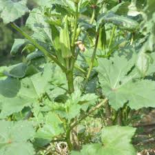 Afbeeldingsresultaat voor slim jim eggplant