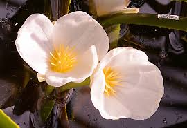 Attēlu rezultāti vaicājumam “Stratiotes aloides flower”