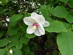 Attēlu rezultāti vaicājumam “Magnolia”