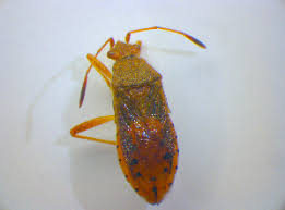 Attēlu rezultāti vaicājumam “Rhopalus maculatus”