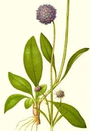 Attēlu rezultāti vaicājumam “Succisa pratensis leaf”