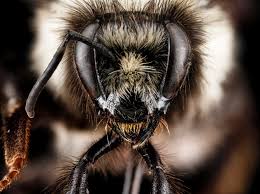 Attēlu rezultāti vaicājumam “Bombus”