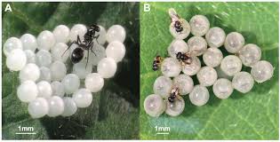 Attēlu rezultāti vaicājumam “Pentatomidae eggs”