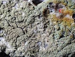 Attēlu rezultāti vaicājumam “Pertusaria flavida”