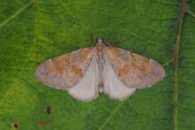 Attēlu rezultāti vaicājumam “Pennithera firmata”