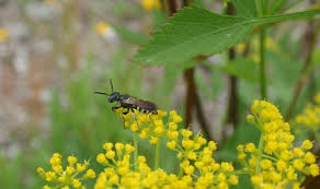 Attēlu rezultāti vaicājumam “Crabronidae”