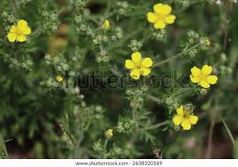 Attēlu rezultāti vaicājumam “Potentilla argentea leaf”
