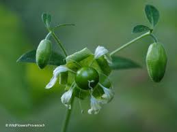 Attēlu rezultāti vaicājumam “Silene baccifera fruit”