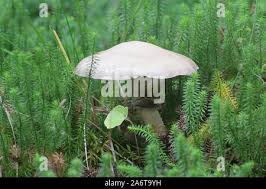 Attēlu rezultāti vaicājumam “Stropharia hornemannii”