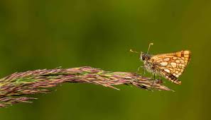 Attēlu rezultāti vaicājumam “Carterocephalus palaemon underside”