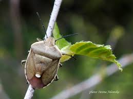 Attēlu rezultāti vaicājumam “Chlorochroa pinicola”