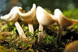 Attēlu rezultāti vaicājumam “Octospora splachnophila”