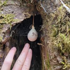 Attēlu rezultāti vaicājumam “Comatricha laxa”