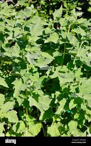 Attēlu rezultāti vaicājumam “Malva moschata alba leaf”