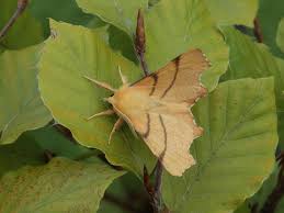 Attēlu rezultāti vaicājumam “Ennomos erosaria”