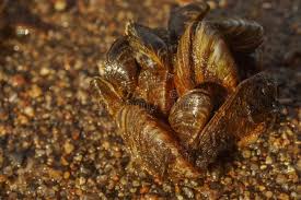 Attēlu rezultāti vaicājumam “Dreissena polymorpha”