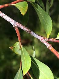 Attēlu rezultāti vaicājumam “Salix daphnoides subsp. acutifolia bud”
