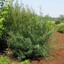 Attēlu rezultāti vaicājumam “Salix purpurea”