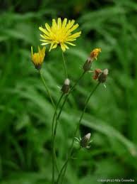 Attēlu rezultāti vaicājumam “Crepis biennis leaf”