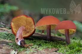 Attēlu rezultāti vaicājumam “Gymnopilus picreus”