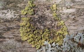 Attēlu rezultāti vaicājumam “Vulpicida pinastri”