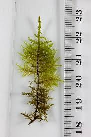 Attēlu rezultāti vaicājumam “Thuidium assimile”